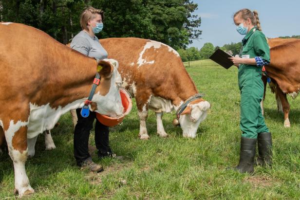 Zwei Personen mit Mundschutz betreuen auf einer Weide mehrere Kühe, während eine Tierärztin in grüner Arbeitskleidung Notizen auf einem Klemmbrett macht.