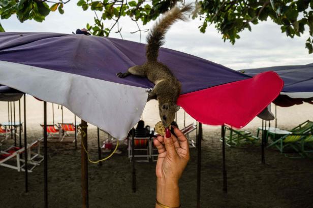 Eichhörnchen in Thailand (Symbolbild).
