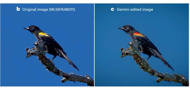 Vergleich eines Vogelfotos vor und nach KI-Bearbeitung.