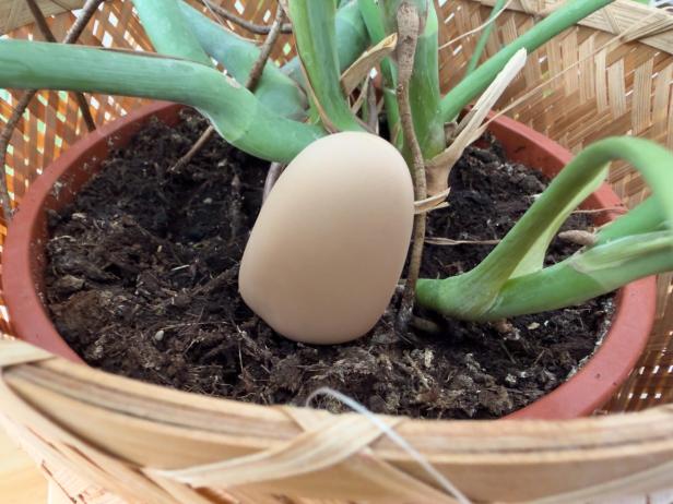 Ehlo Smart Pebble im Topf