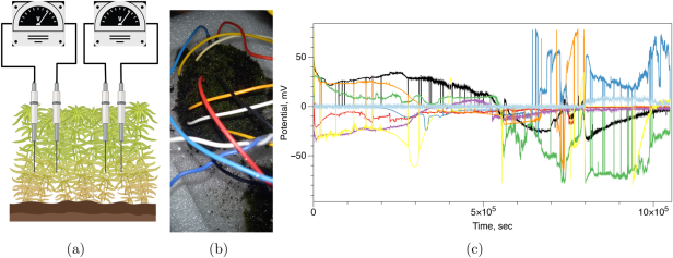 Messaufbau mit Elektroden im Moos und Diagramm der elektrischen Aktivität.
