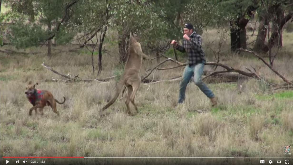Mann boxt Känguru um Hund zu retten Video wird viraler Hit