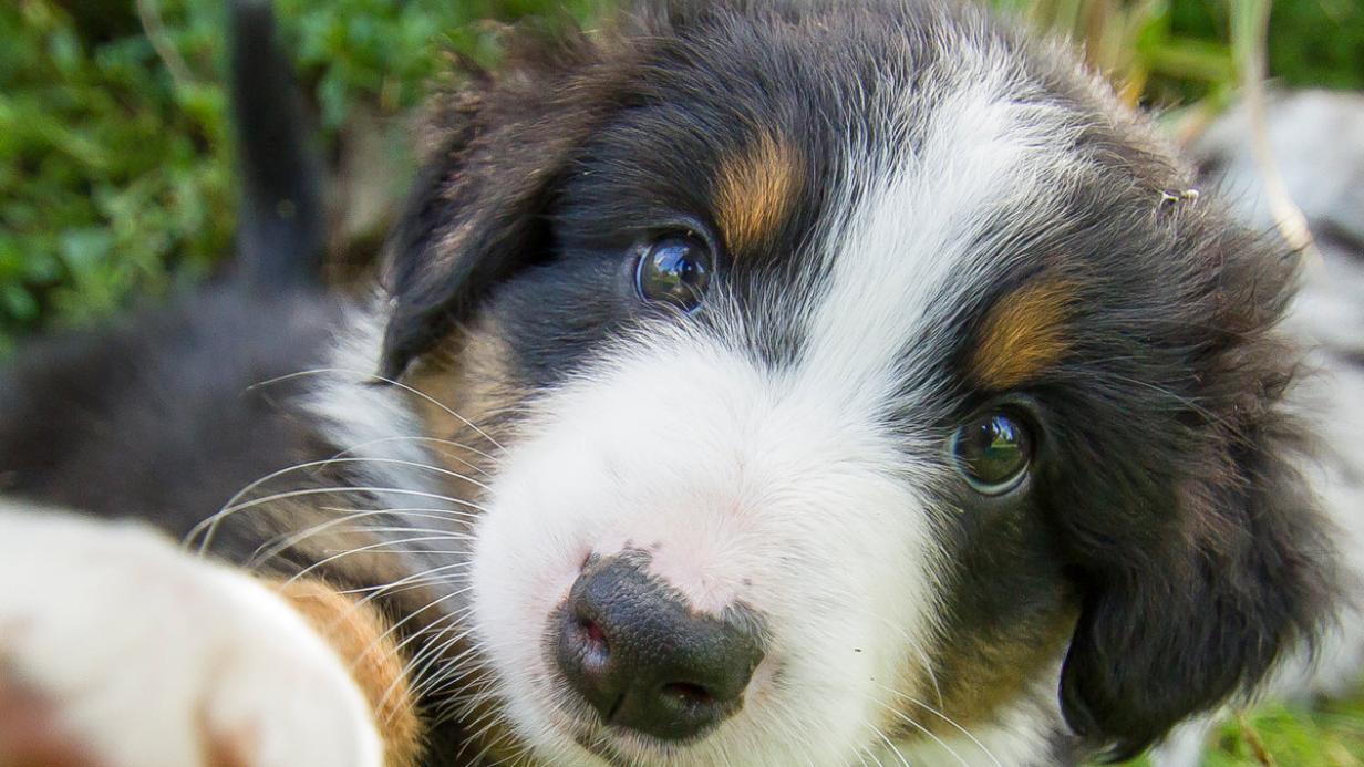 Hunde-Klone für 90.000 Euro im Netz erhältlich
