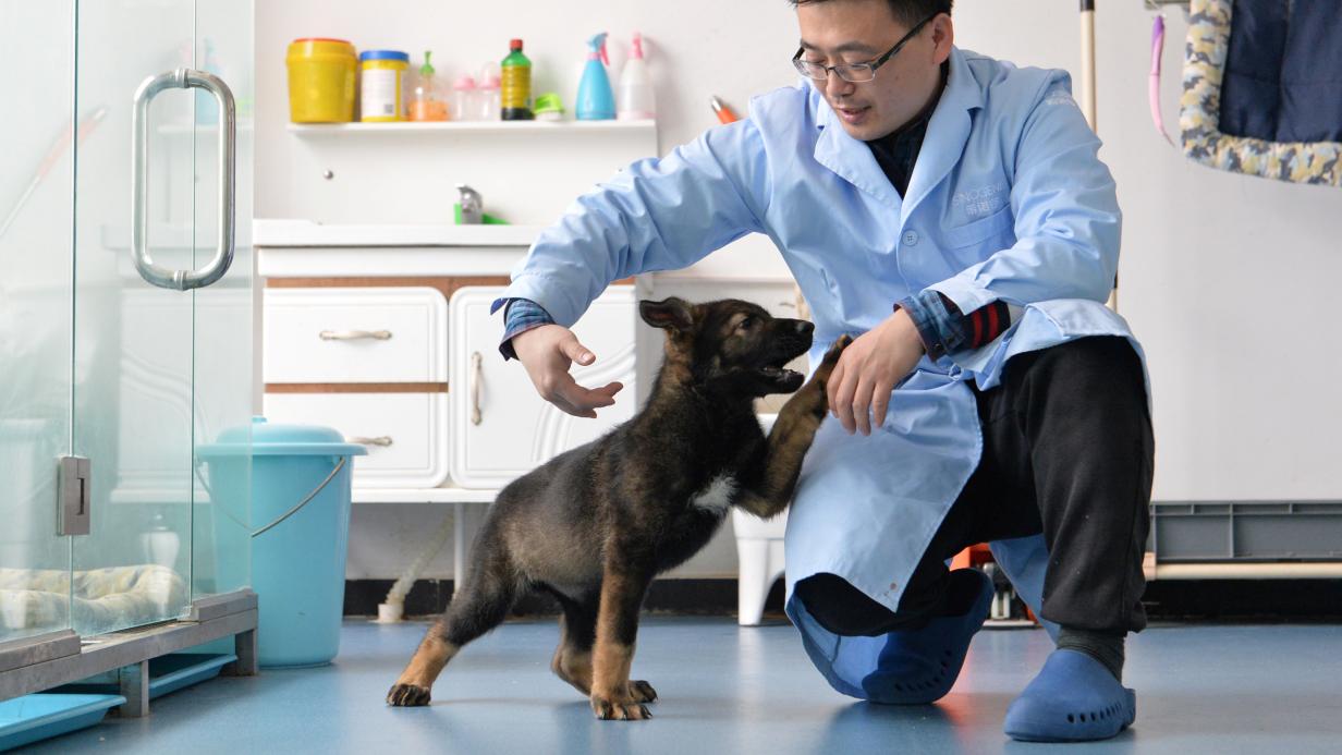 China klont Polizeihund, um Trainingszeit zu verkürzen