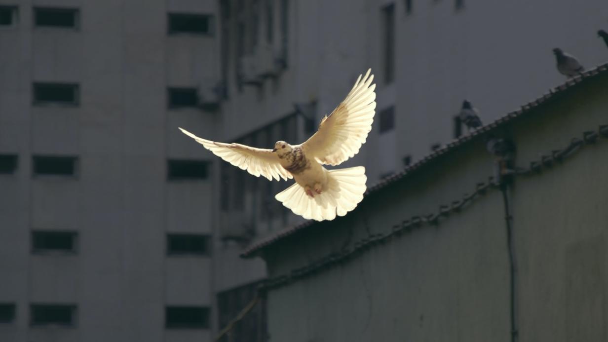 Roost Social: Brieftauben statt WhatsApp