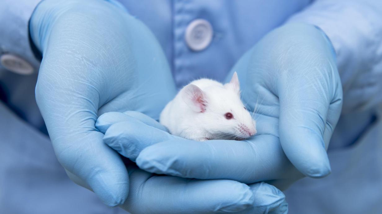 Wie Organoide Labormäuse ersetzen können