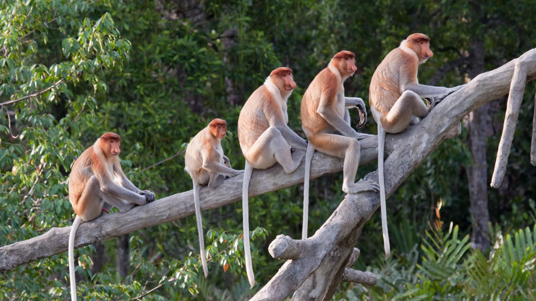 Wie Sich Die Evolutionsgegner Zum Affen Machen