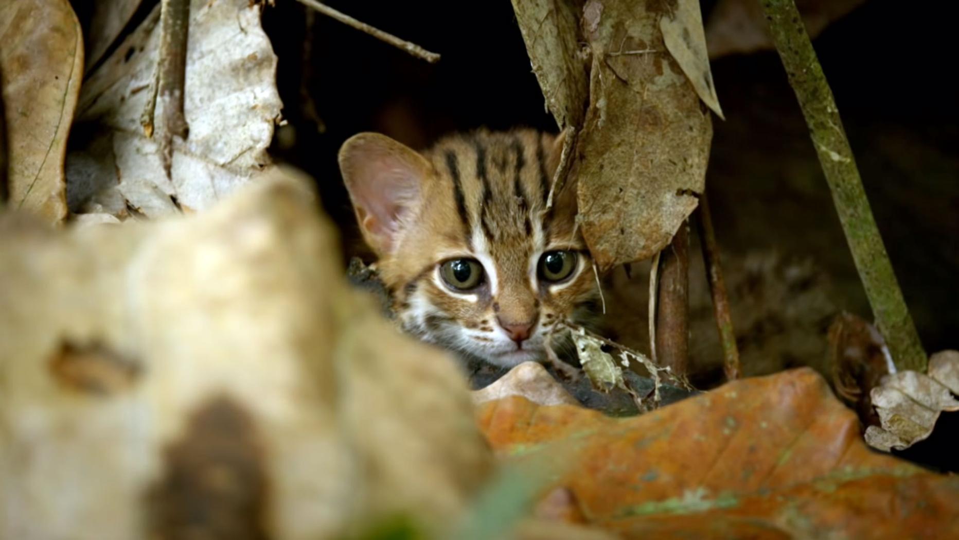 Самая маленькая кошка в мире