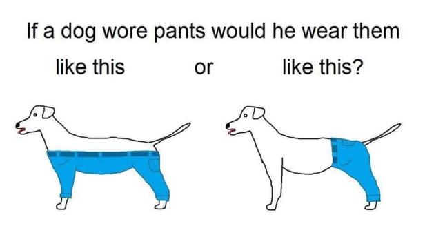 Wie würden Hunde Hosen tragen?!?