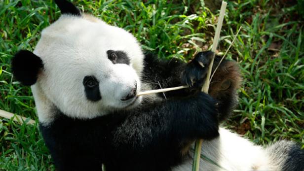 Die Pandas im Singapurer Zoo werden in gekühlten 21 Grad mit einer Luftfeuchtigkeit von 50 Prozent gehalten.