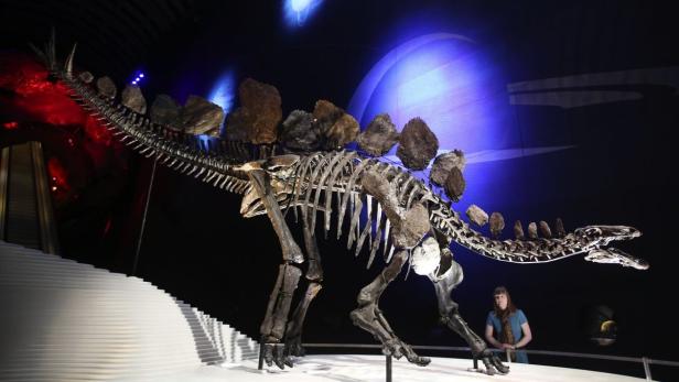 Ein Stegosaurus-Skelett im Natural History Museum in London