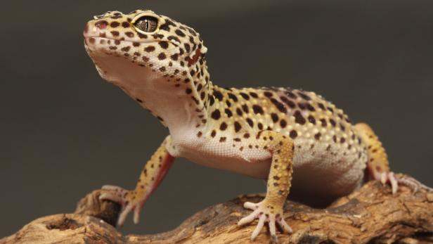 Die Geckos im Forschungssatellit sind vorerst gerettet