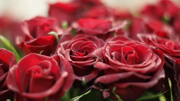 Red roses are pictured in a flower shop the day before Valentine&#039;s day in Vienna February 13, 2012. REUTERS/Lisi Niesner (AUSTRIA - Tags: ENVIRONMENT BUSINESS)