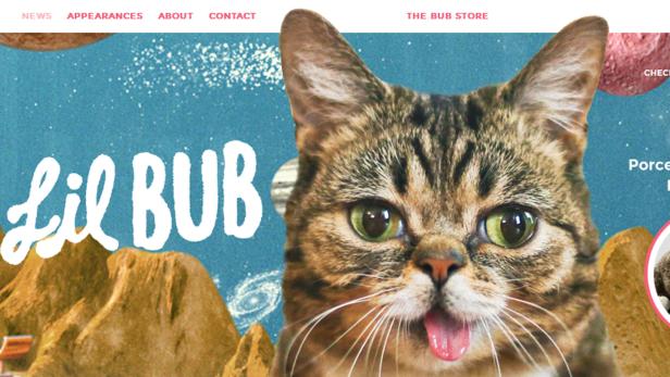 Die Katze Lil Bub hat es zur Internetberühmtheit gebracht