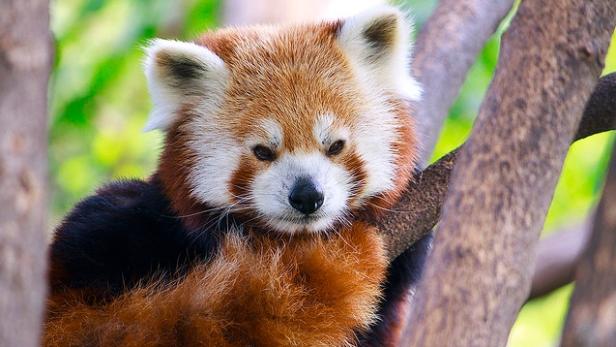 Ein roter Panda