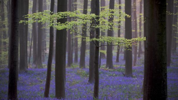 Blue Forest, Belgien