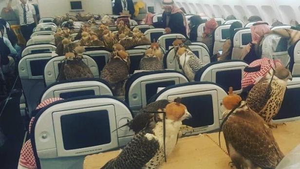 Dieses auf Reddit gepostete Foto zeigt 80 Falken auf einem Linienflug