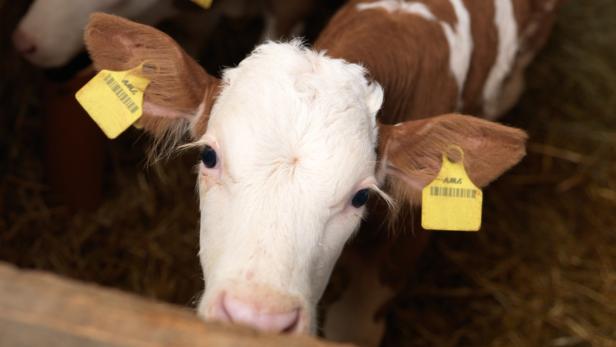 Ein intelligenter Ohrsensor für Kühe soll dafür sorgen, dass Krankheiten und Zuchtstatus rechtzeitig erkannt werden.