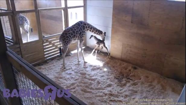 Giraffen-Dame April und ihr Neugeborenes