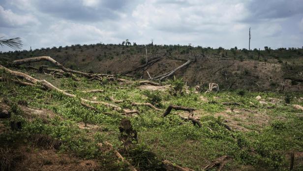 Jedes Jahr verliert die Erde Milliarden Bäume