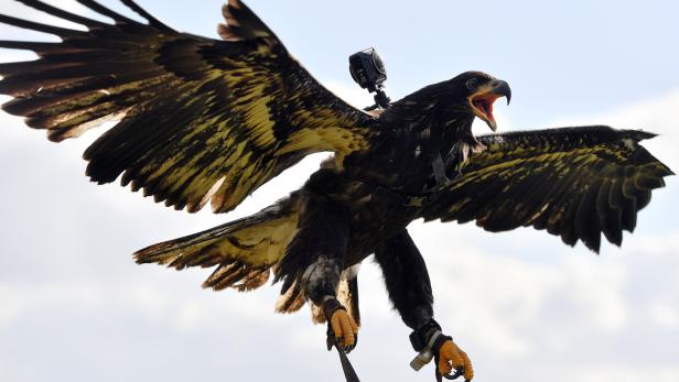 Ein Adler in Alaska verwechselte eine Drohne mit Beute.