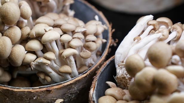 Der Konsum von psilocybin-haltigen Pilzen führt offenbar zu gesteigertem Umweltbewusstsein