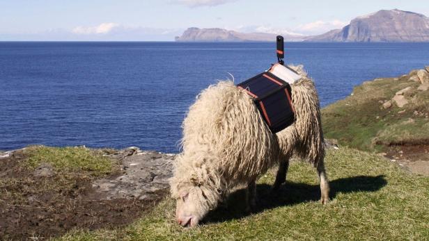 Ein Sheep-View-Schaf im Einsatz
