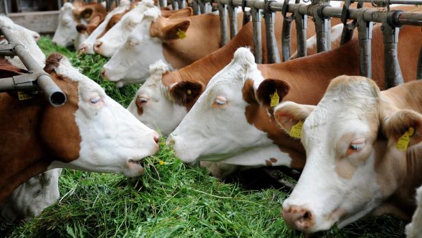 Kein selbstverständlicher Speiseplan für Kühe: Gras im Sommer, Heu im Winter