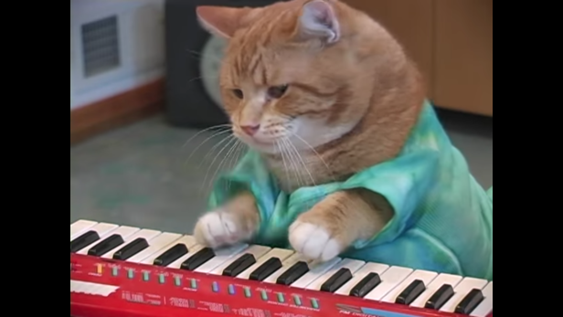 Keyboard Cat Bento