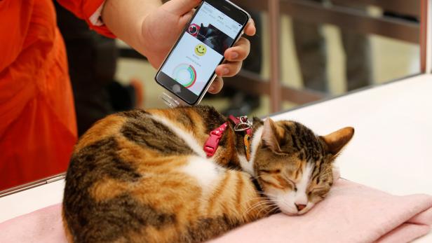 A staff of Anicall shows an application informing about the pet's emotion on a smartphone, as he demonstrates the pet wearables device called "Shiraseru Amu" during its demonstration at WEARABLE EXPO in Tokyo