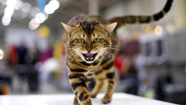 A Bengal cat is seen during the Mediterranean Winner 2016 cat show in Rome