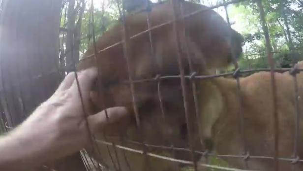 Szenen aus dem YouTube-Video: Der Mann streichelt die Pumas im Zoo und filmt sich dabei.