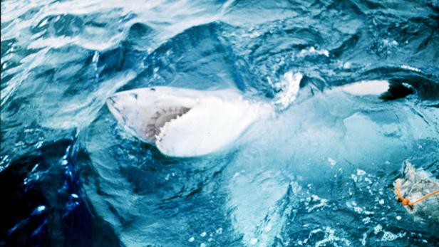 Vor dem weißen Hai fürchten sich die meisten.