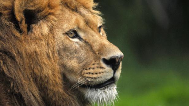 Gefährlich ist&#039;s, den Leu zu wecken: Löwen setzen ihre Zähne mit bis zu 1768 Newton pro Quadratzentimeter ein.