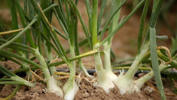 Onions are seen at a plantation in Samalayuca