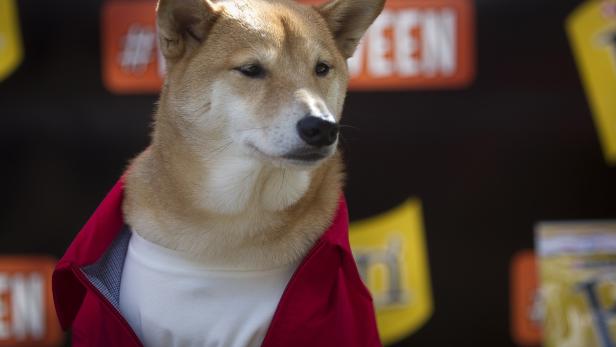 A dog known as "Menswear Dog", a 5-year-old Shiba Inu, poses for photos during the 24th Annual Tompkins Square Halloween Dog Parade in New York