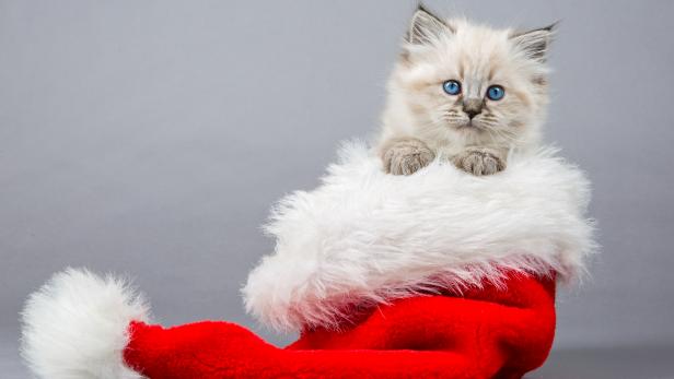 Portrait of Siberian kitteni n the Christmas hat