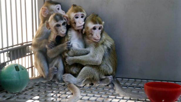 Monkeys cloned from a gene-edited macaque with circadian rhythm disorders are seen in a lab at the Institute of Neuroscience of Chinese Academy of Sciences in Shanghai