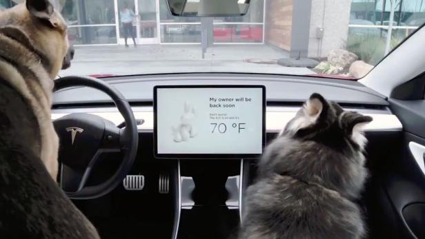 Der Hunde-Modus im Tesla Model 3