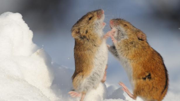 Winter fight of two Striped Field Mice