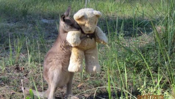 Baby-Wallaby Doodlebug mit seinem neuen besten Freund