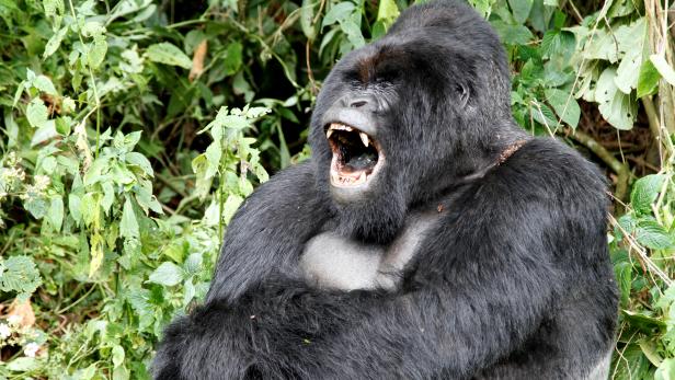 FILE PHOTO: An endangered silverback mountain gorilla yawns in Virunga National Park in eastern Democratic Republic of Congo