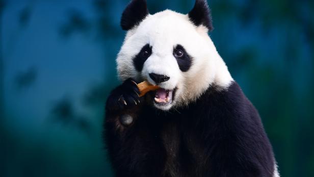 FILE-CHINA-ENVIRONMENT-CONSERVATION-SCIENCE-ANIMAL-OFFBEAT