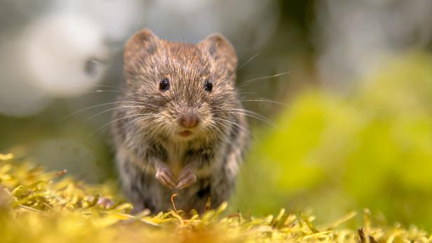 Frontal view of cute Bank vole