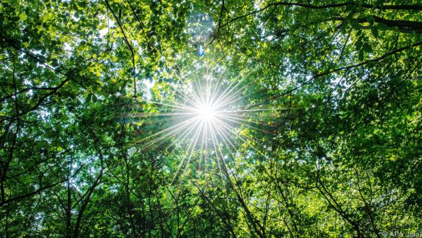 Michaelerberg-Pruggern will den Wald "klimafitter" machen