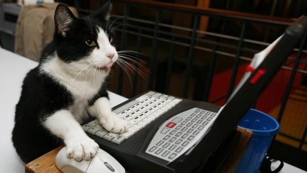 Zoe, a domestic shorthair cat, touches the mouse of a computer during a media preview for The Cat Fanciers' Association 5th Annual CFA-Iams Cat Championship in New York