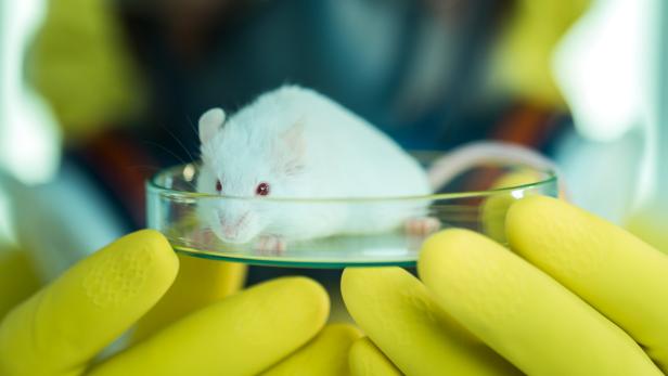 Eine weiße Maus sitzt in einer Petrischale, die von gelben Handschuhen gehalten wird.