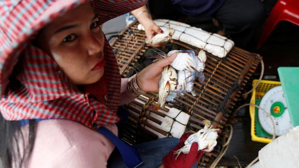 A vendor collects crabs for sale at the Crab Market, also known as "Phsa Kdam" in Kep province