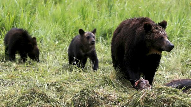 FILE PHOTO: FILE PHOTO:  A grizzly bear and her two cubs approach the carcass of a bison in Yellowstone National Park in Wyoming