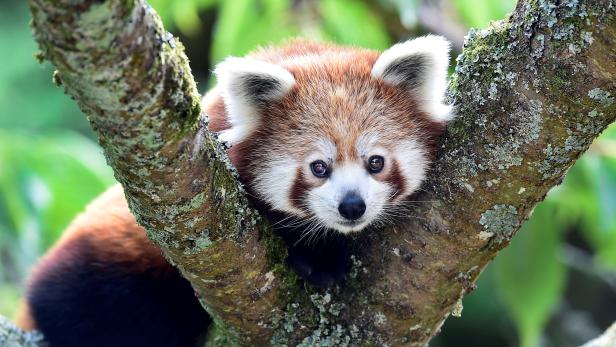 A one year old Red Panda sits in the trees having only recently arrived to a brand new enclosure at the Manor Wildlife Park, St Florence, near Tenby in Wales,